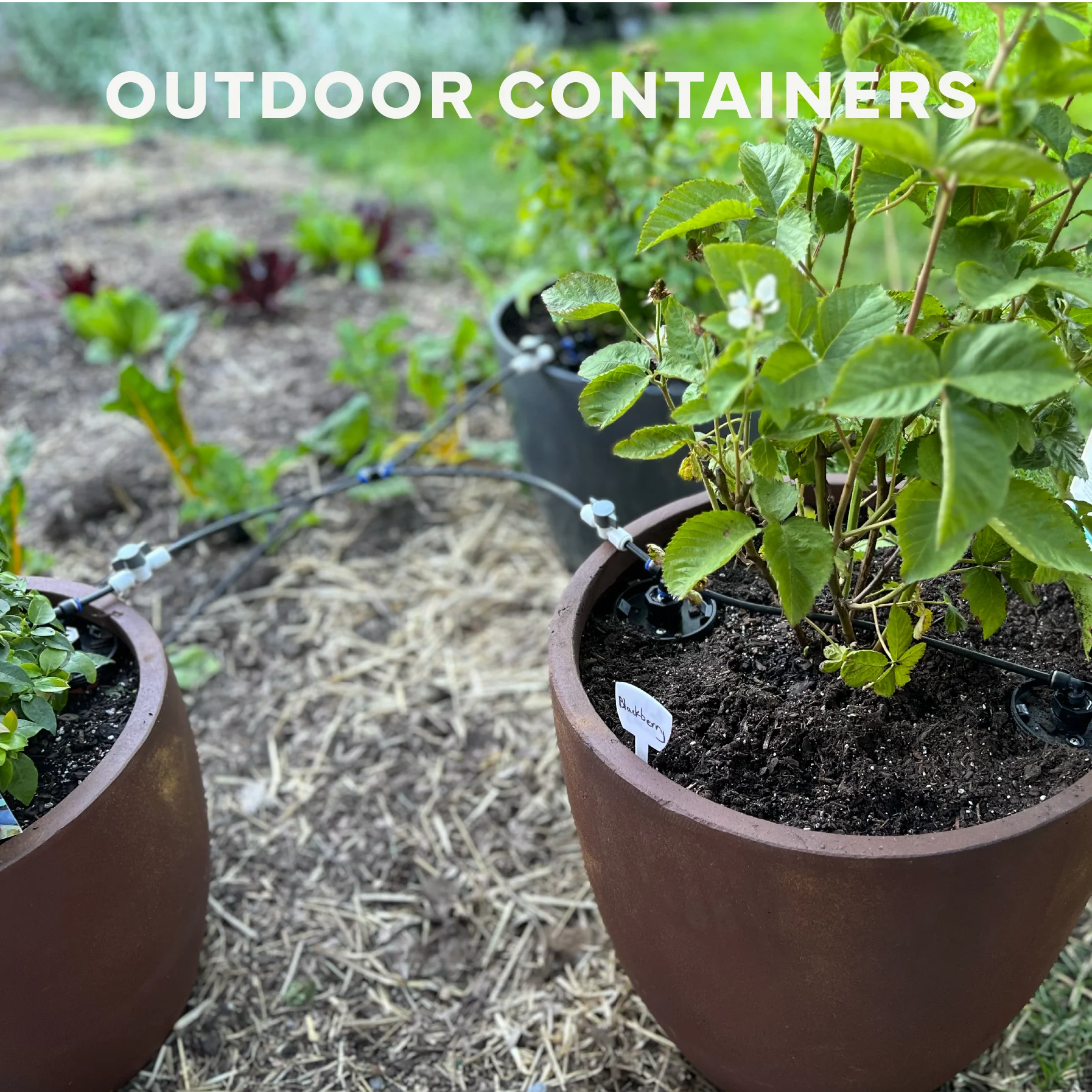 Thirsty Earth: Indoor/Outdoor CottaCup Watering System For Containers & Grow Bags - Image 3