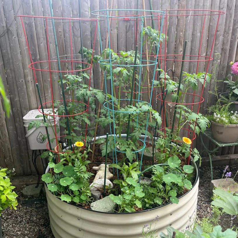 Thirsty Earth: Indoor/Outdoor CottaCup Watering System For Containers & Grow Bags - Image 4